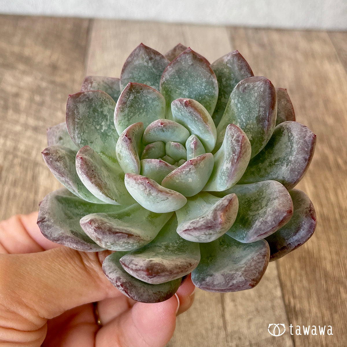 밀 클로즈