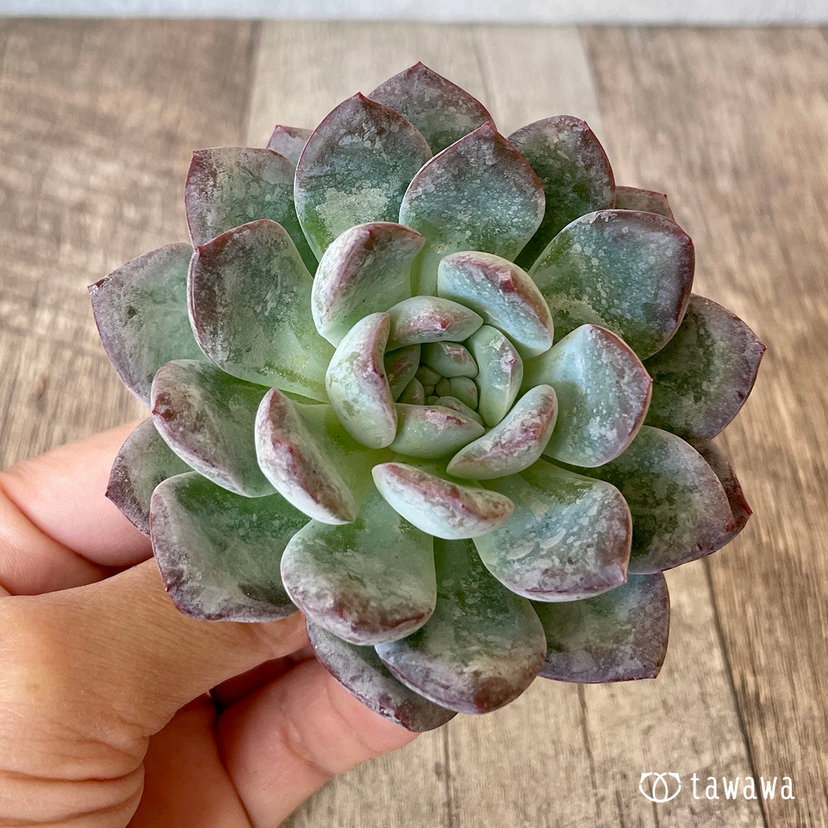 밀 클로즈