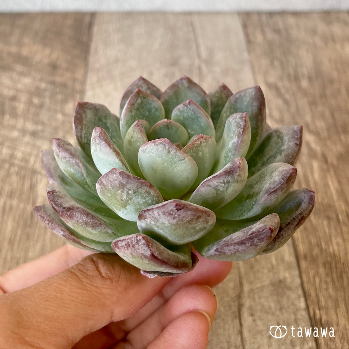 밀 클로즈