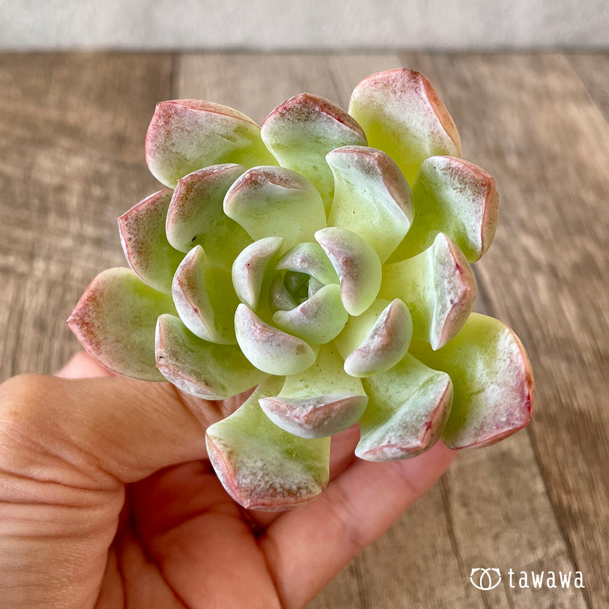 요요
