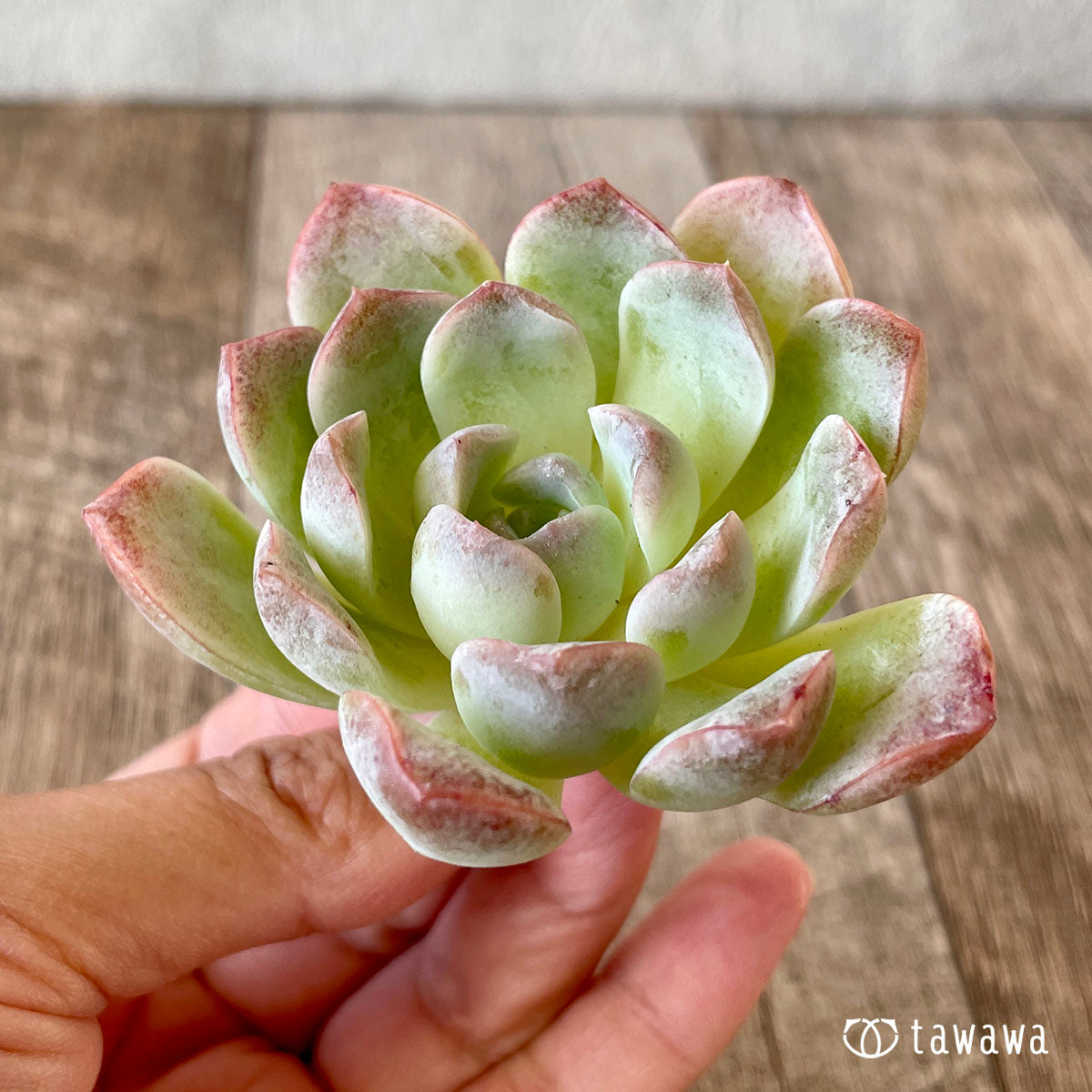 요요