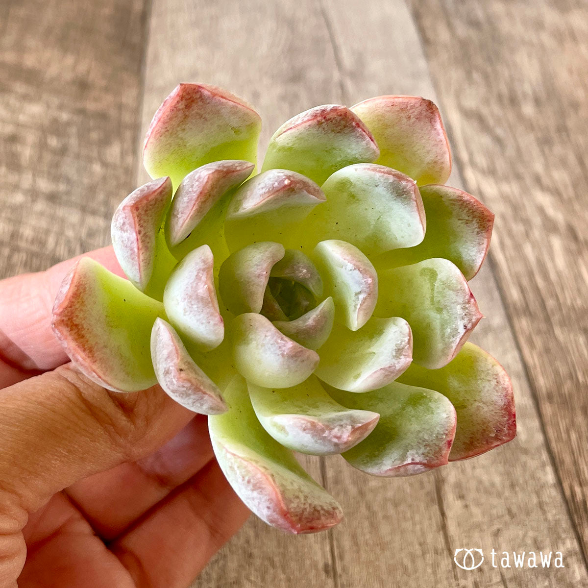 요요