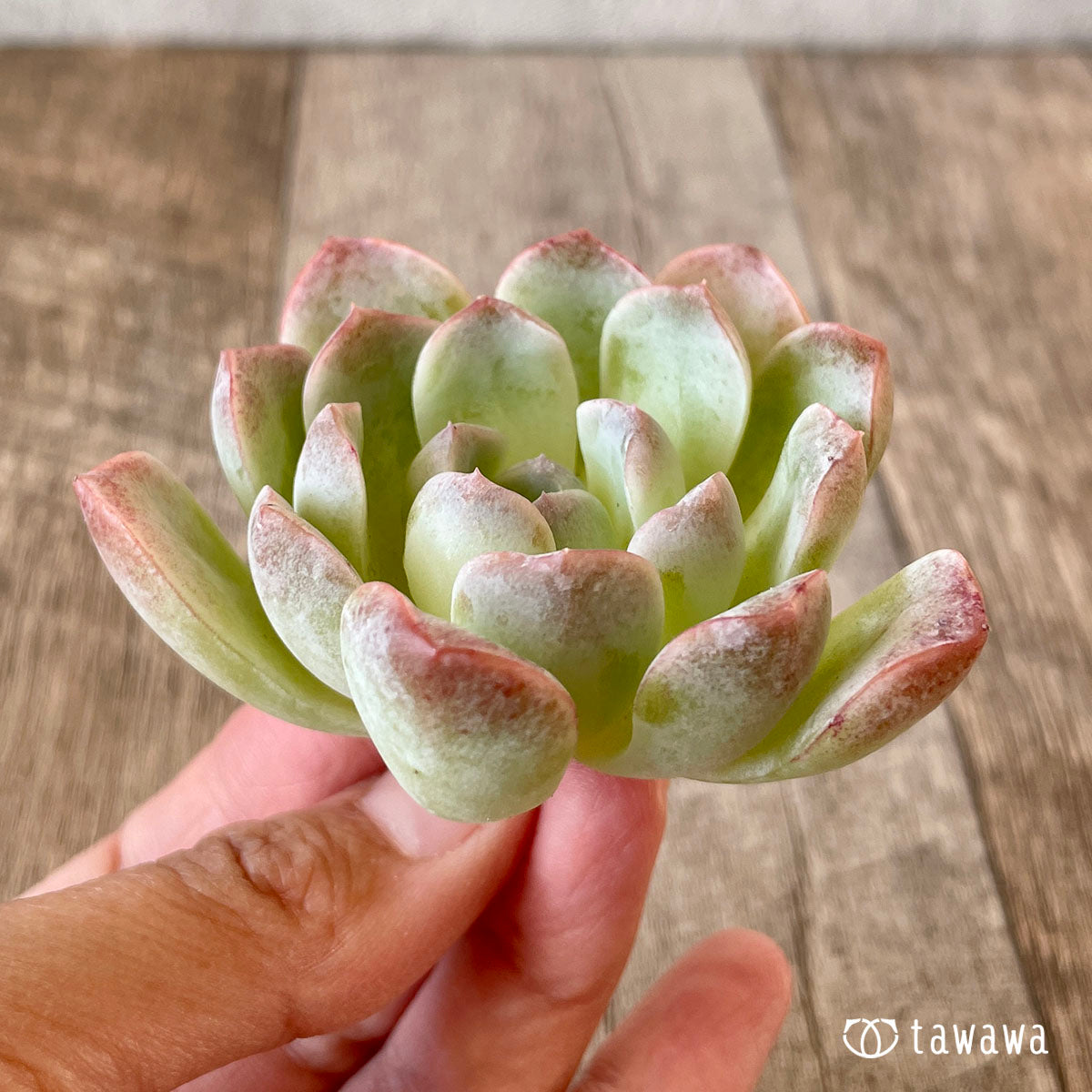 요요