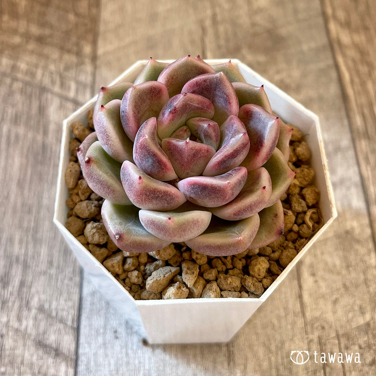 New Arrival* Cubic Frost