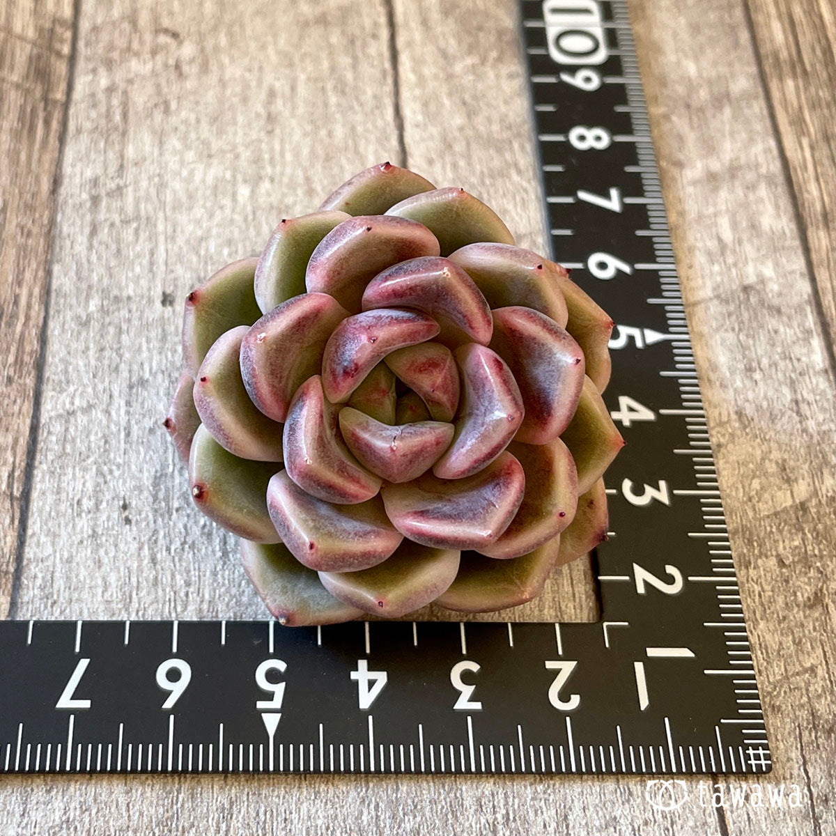New Arrival* Cubic Frost