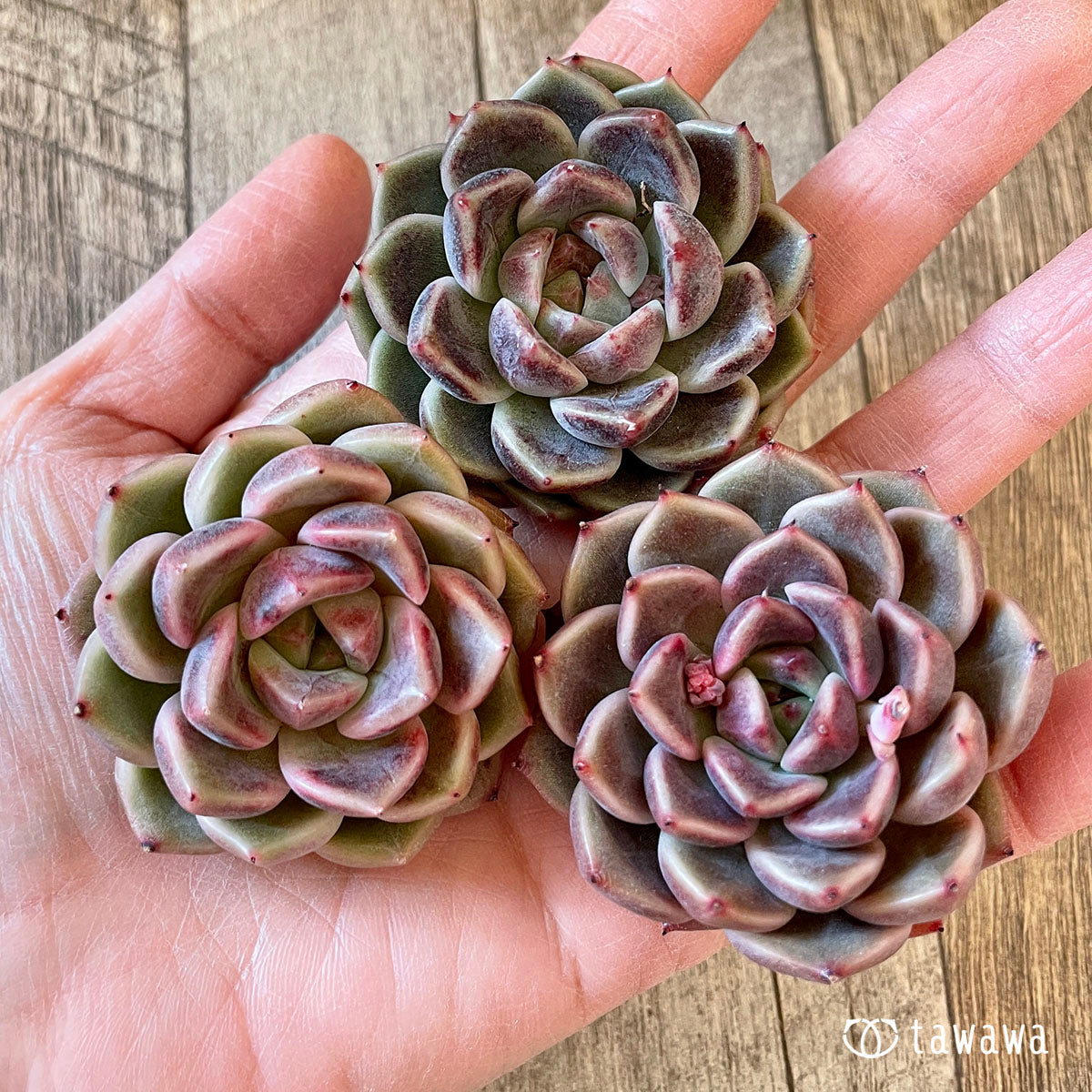 New Arrival* Cubic Frost