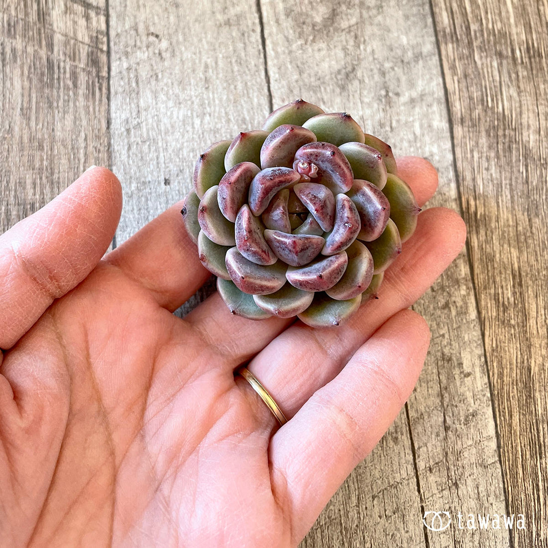 New Arrival* Cubic Frost