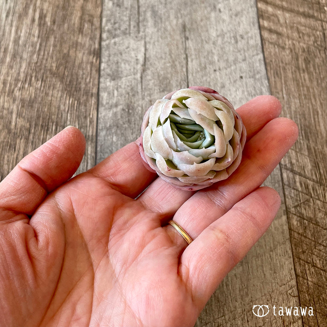 Twin Berry Twin Berry