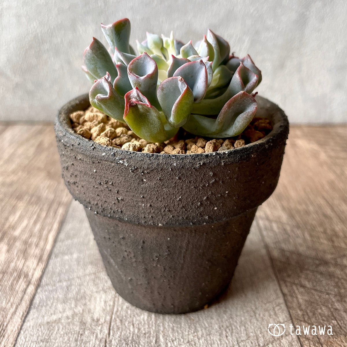피그노즈★