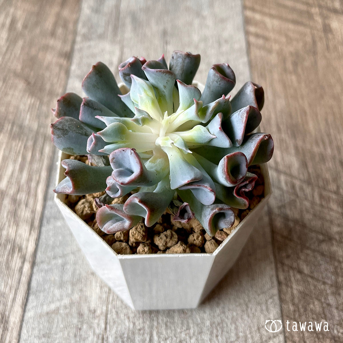 피그노즈★
