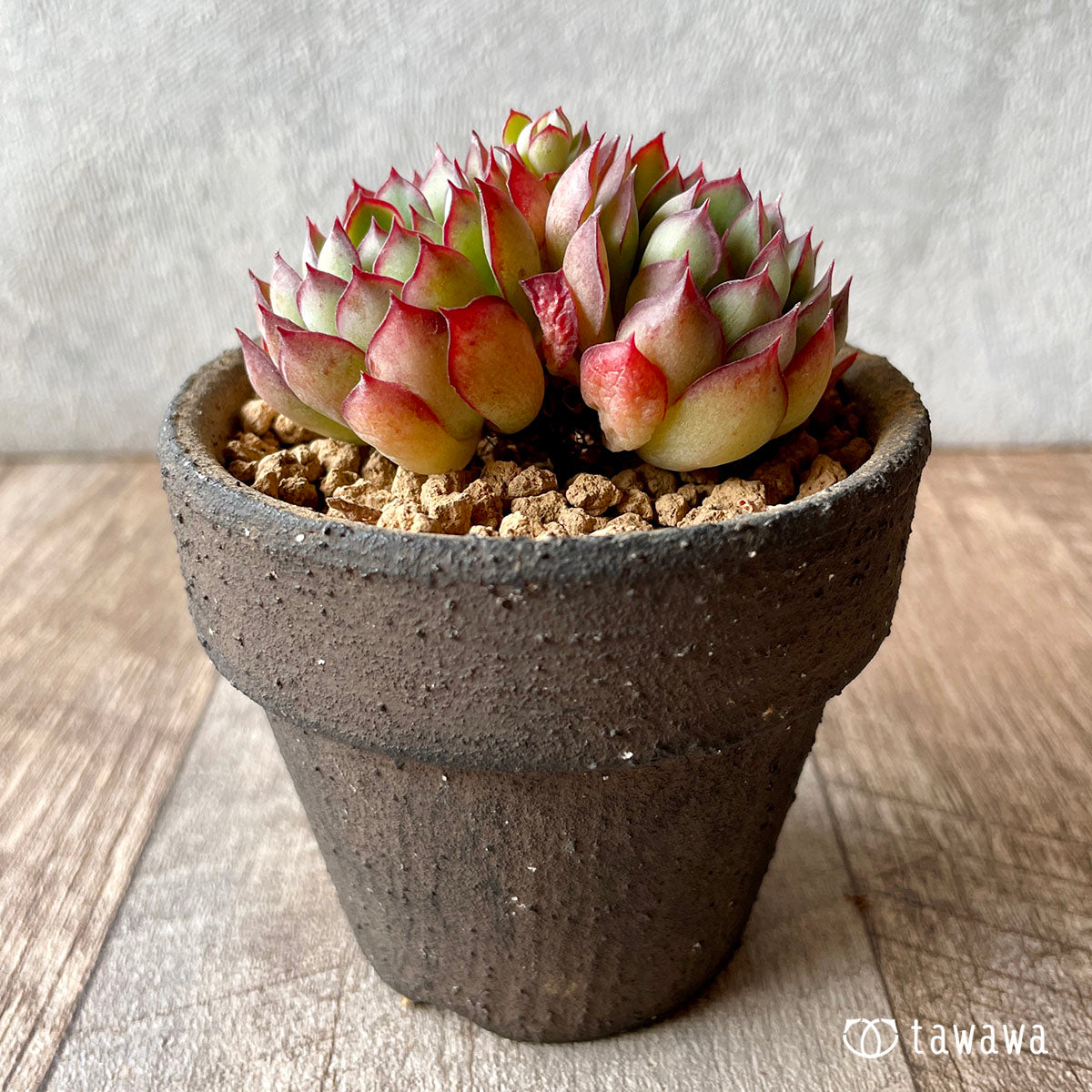 Romeo (Red Ebony)