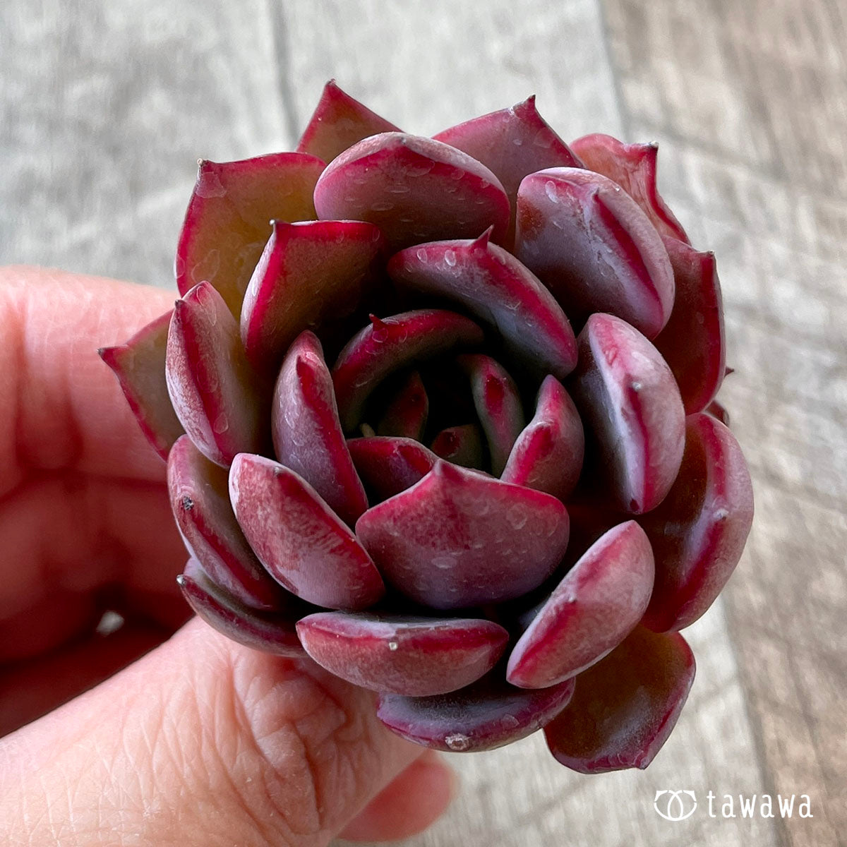 꽃다발