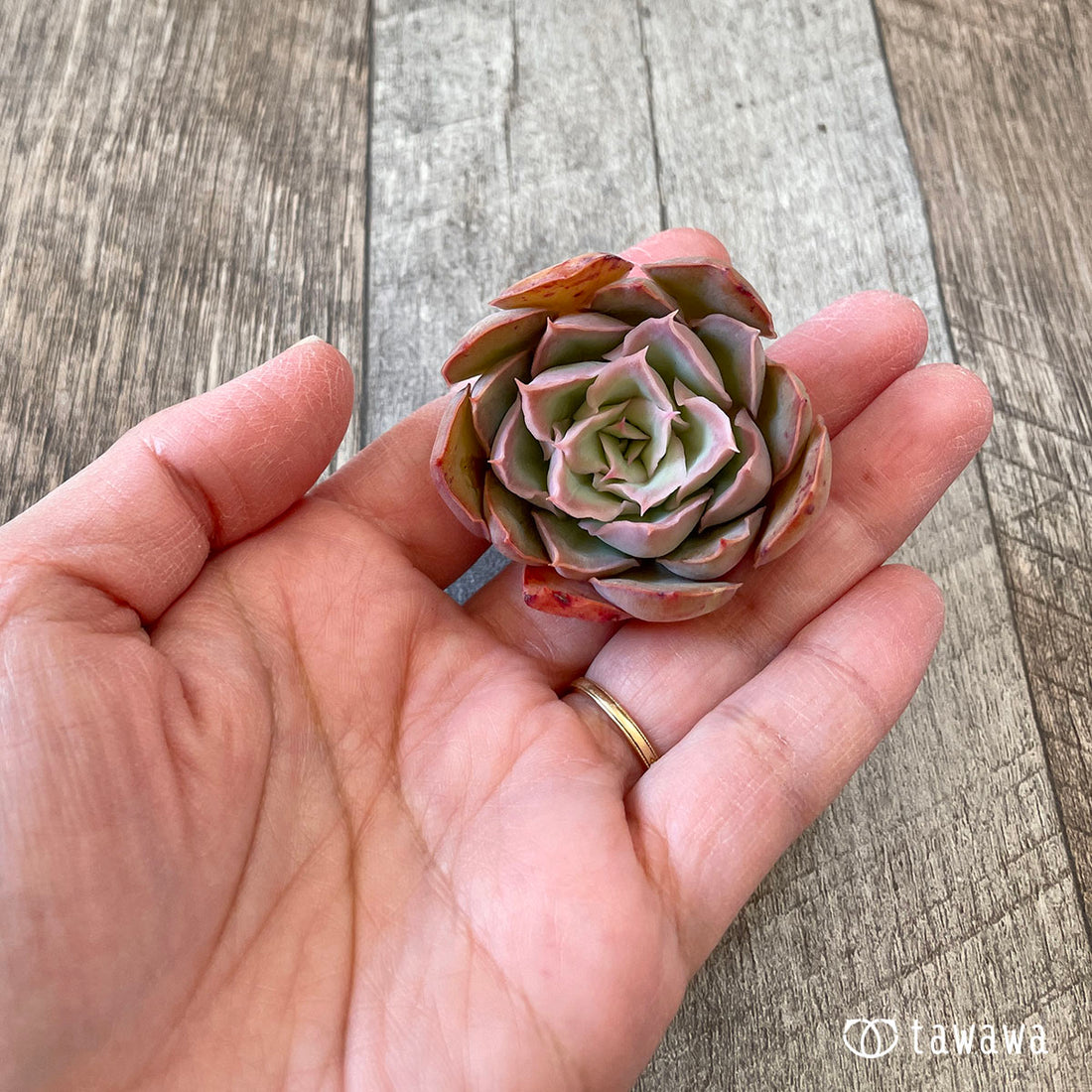 New Arrival* Cubic Frost