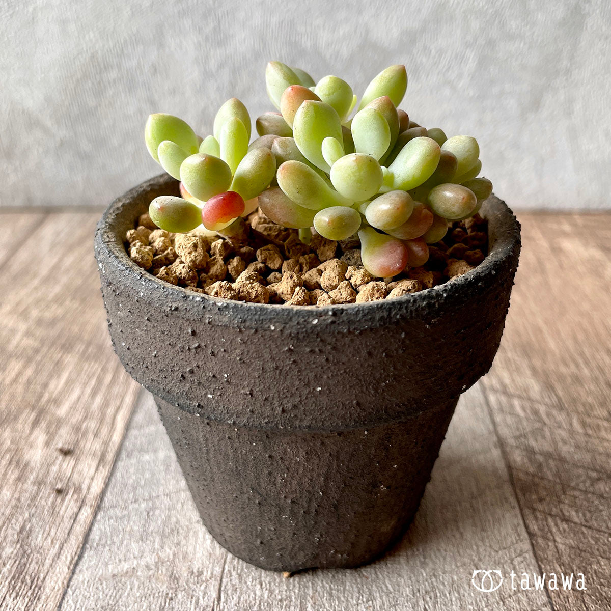 로코코★