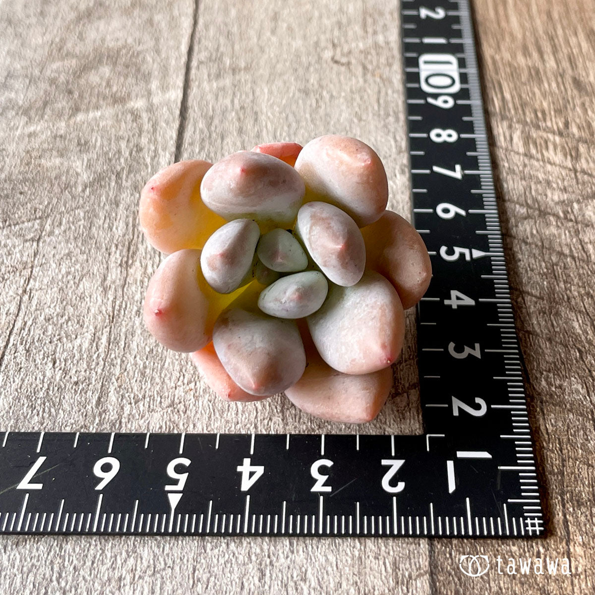 New Arrivals: Ice Green