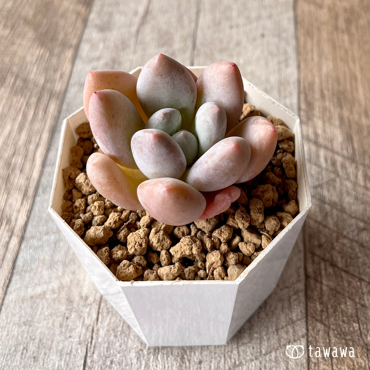 New Arrivals: Ice Green