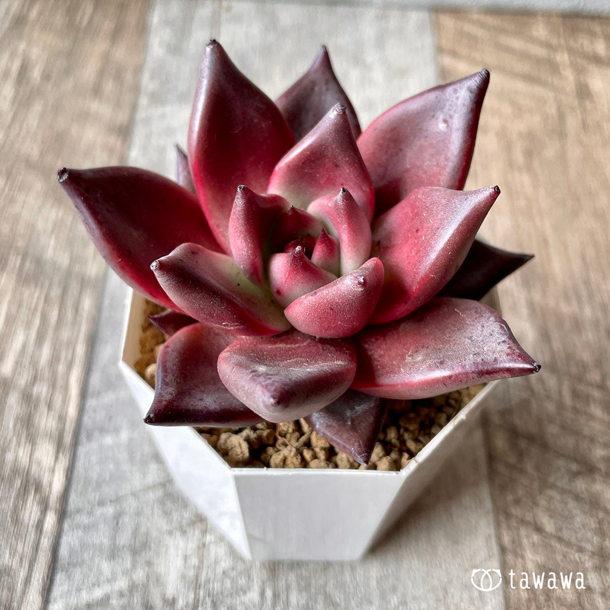 Romeo (Red Ebony)