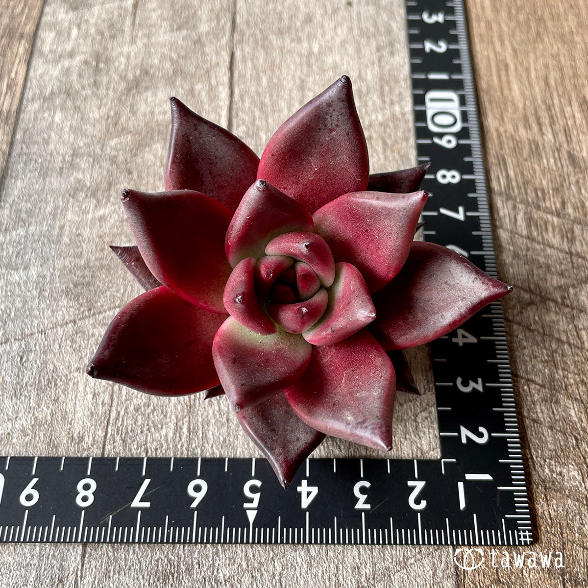 Romeo (Red Ebony)