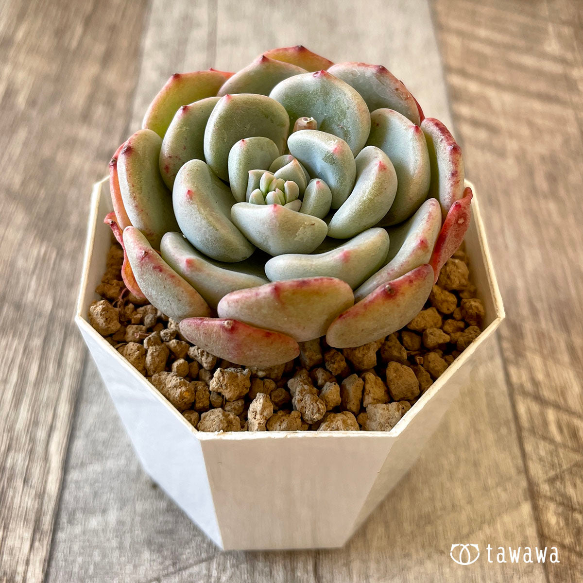 샤몬