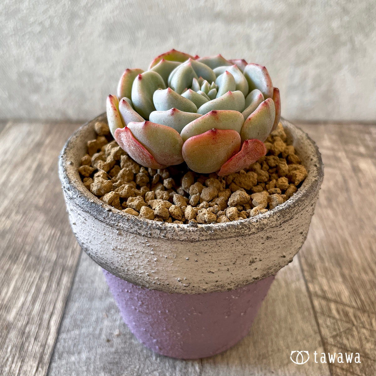 샤몬
