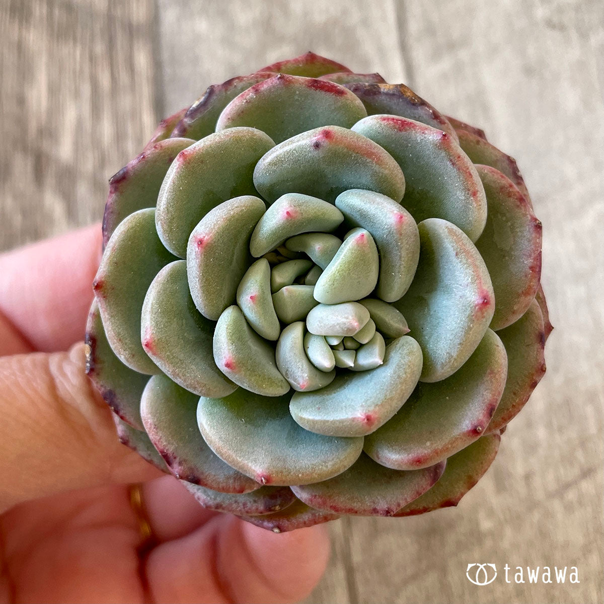 샤몬
