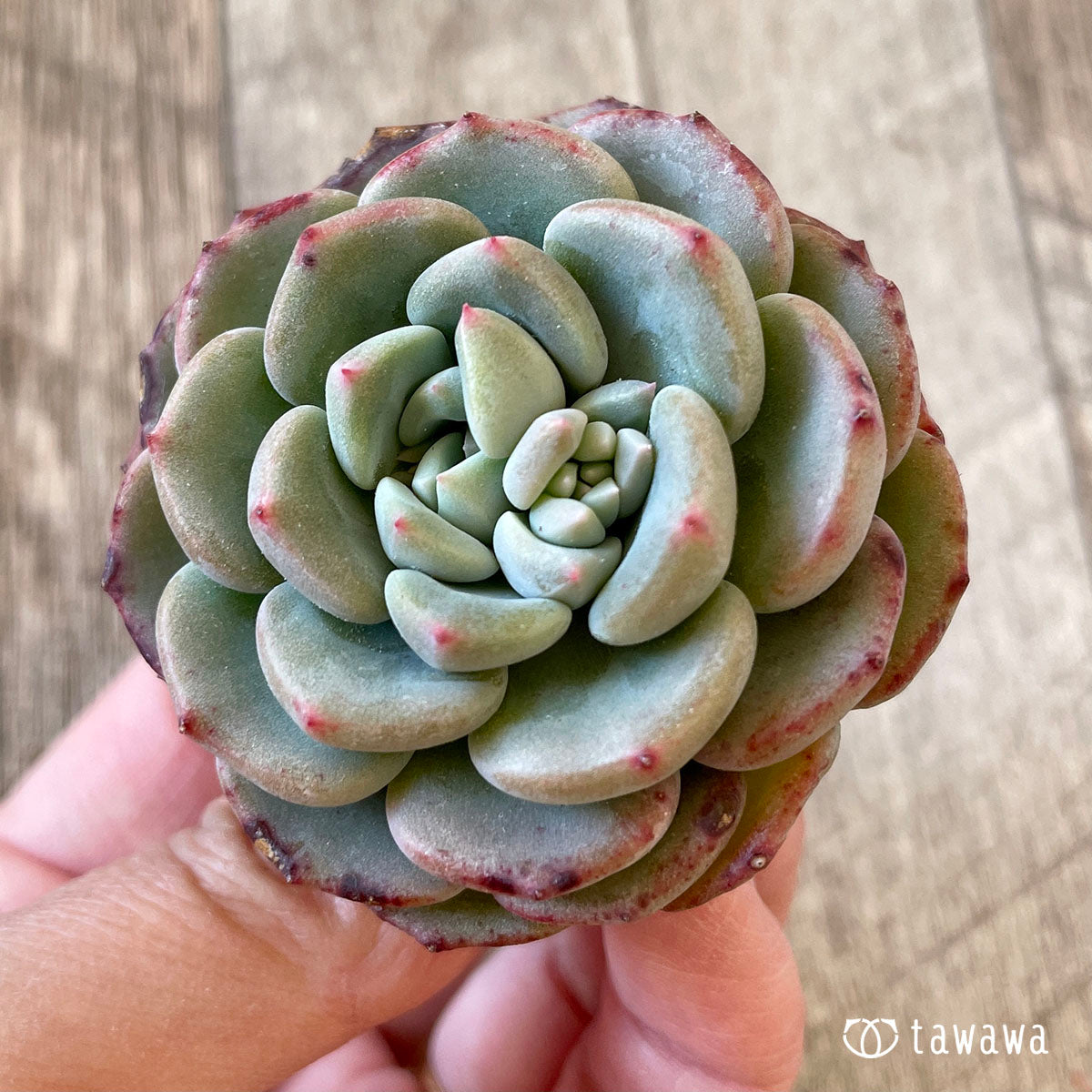샤몬