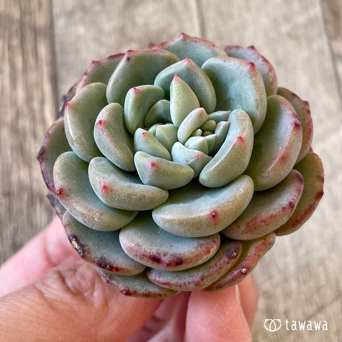 샤몬
