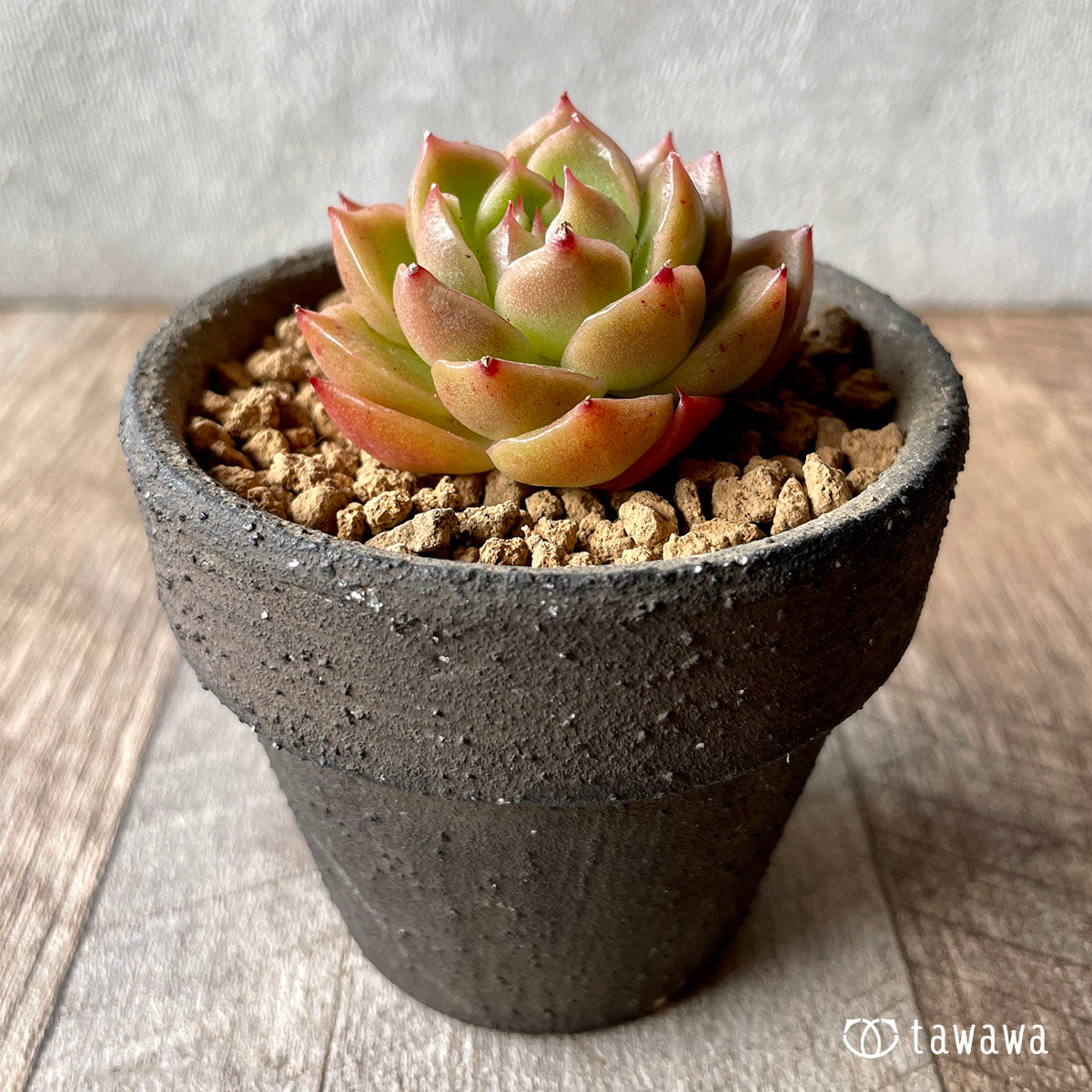 Romeo (Red Ebony)