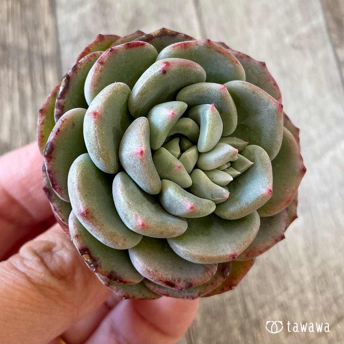 샤몬