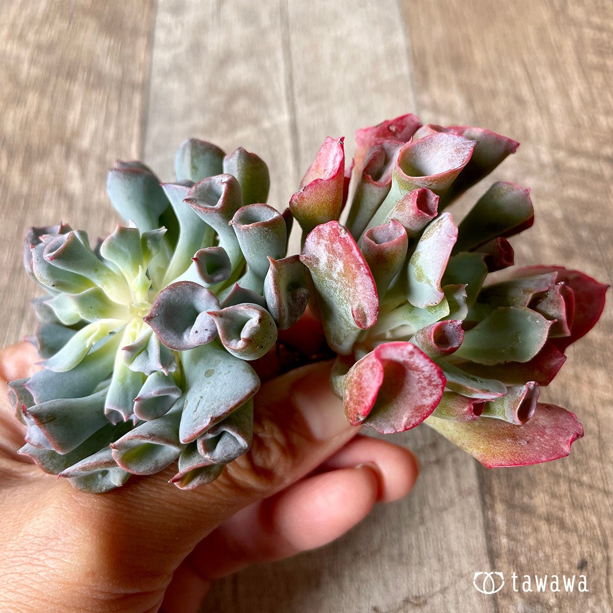 피그노즈★