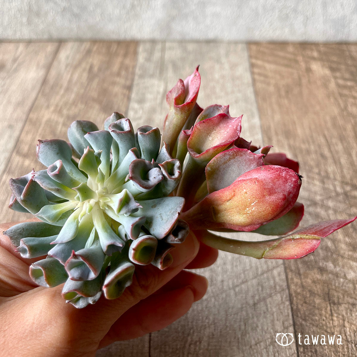 피그노즈★
