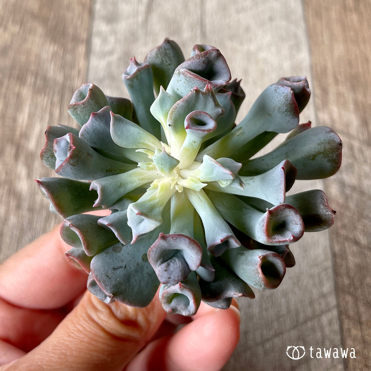 피그노즈★
