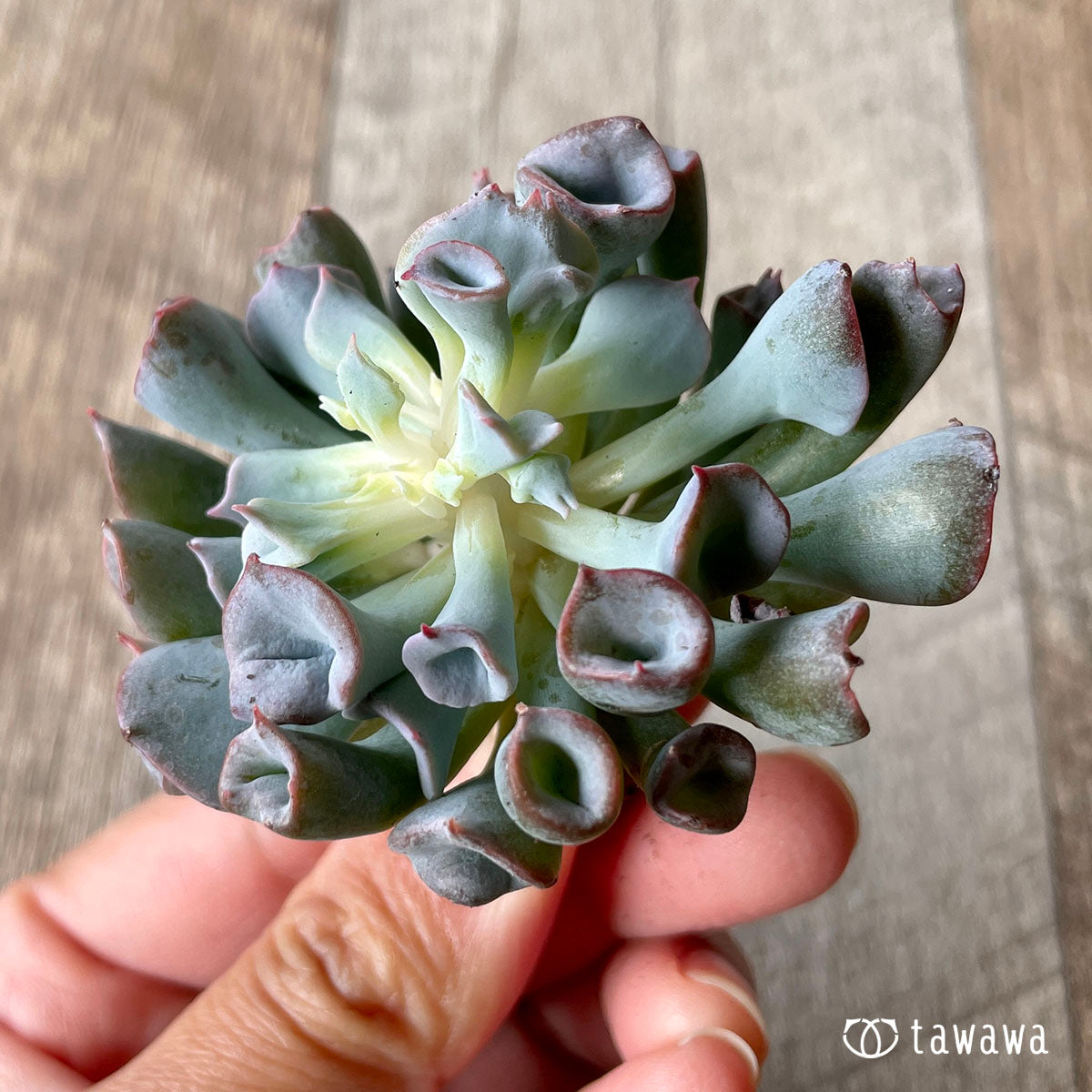 피그노즈★