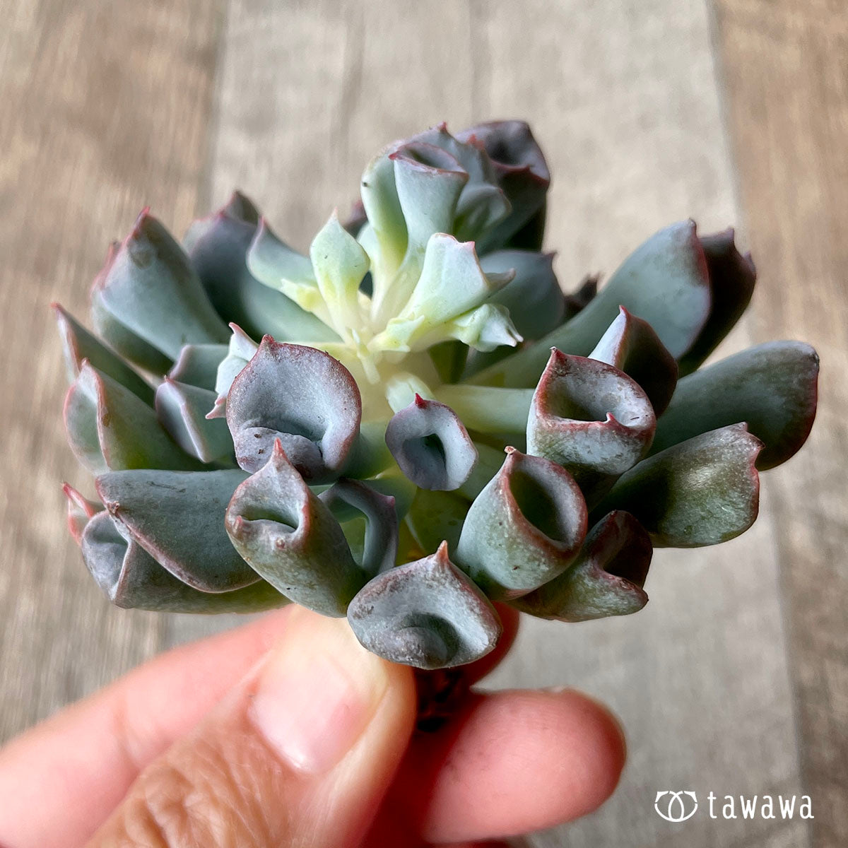 피그노즈★
