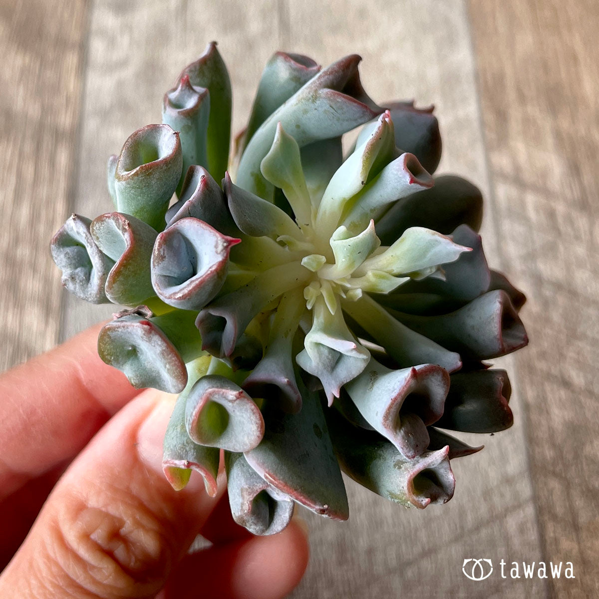 피그노즈★