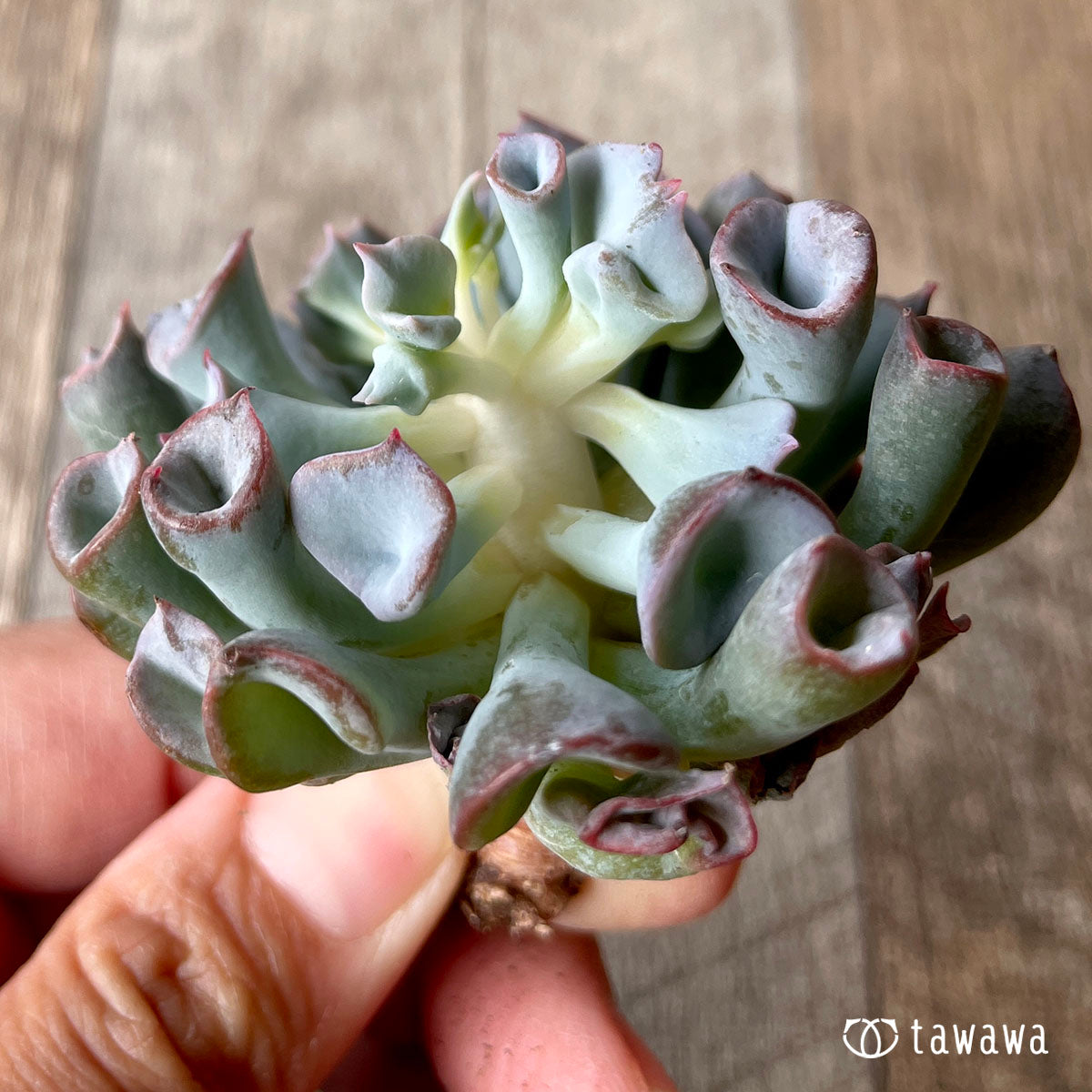 피그노즈★