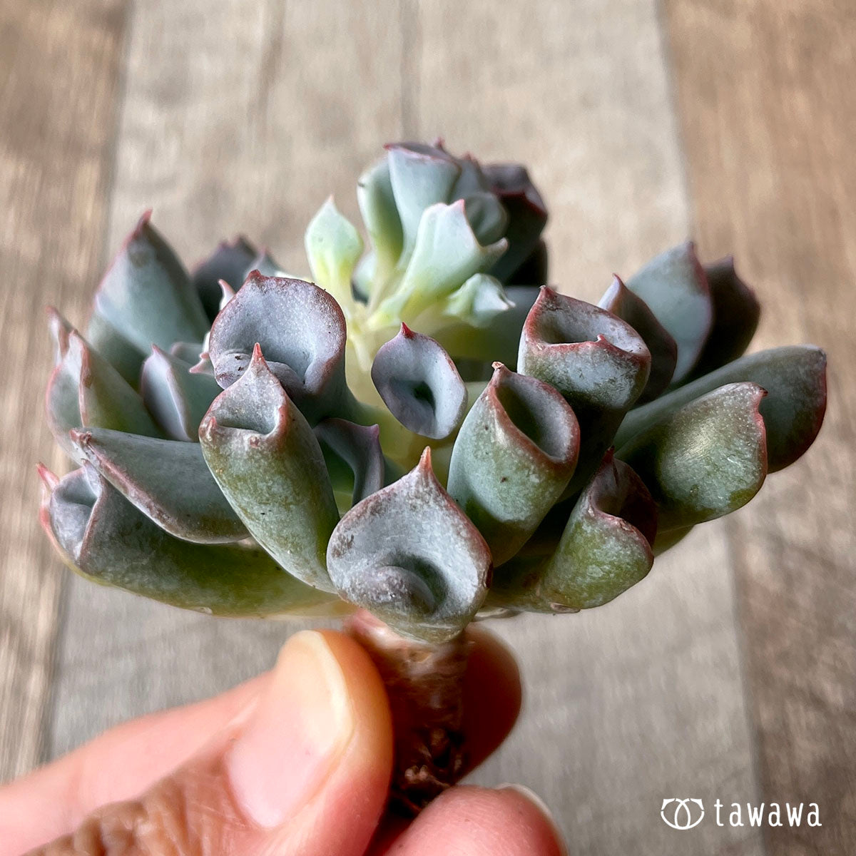 피그노즈★