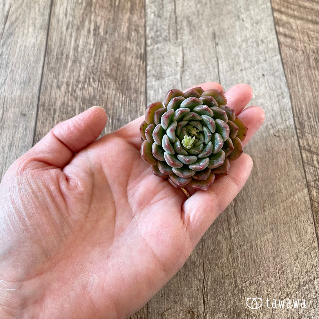 New Arrival* Cubic Frost