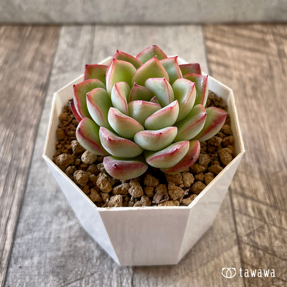 New Arrival* Cubic Frost