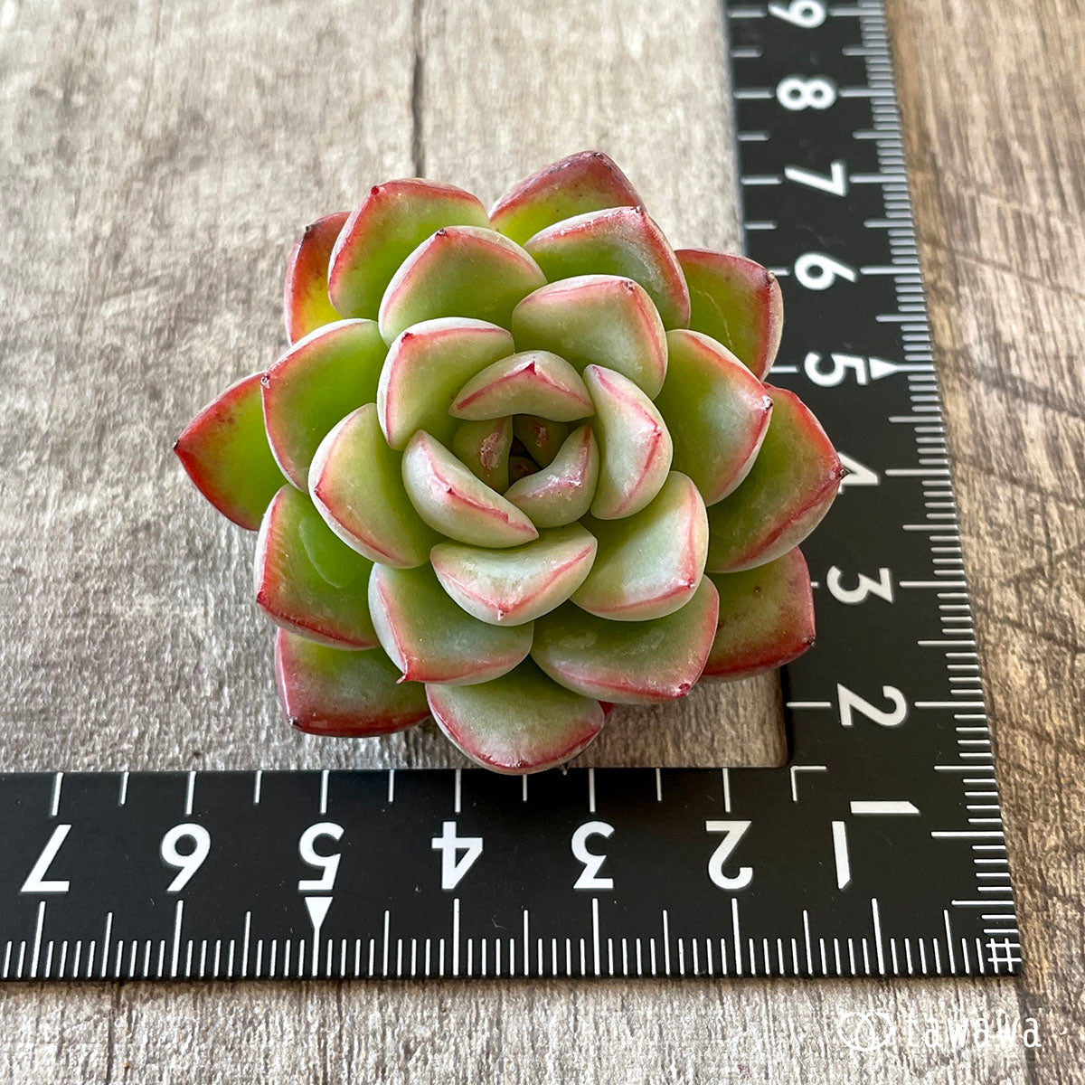 New Arrival* Cubic Frost