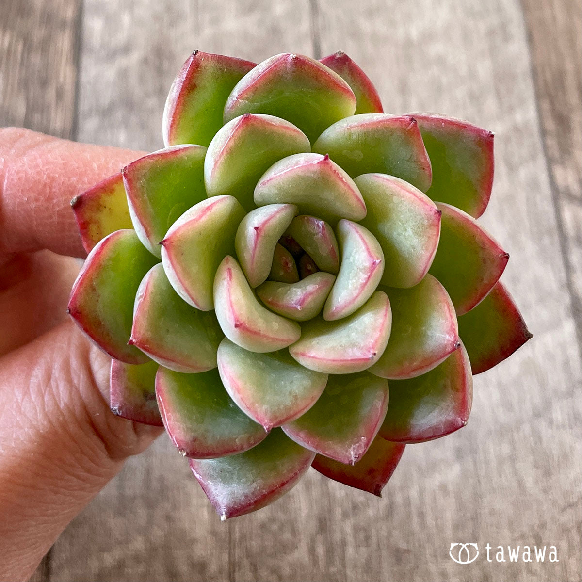 메누엣