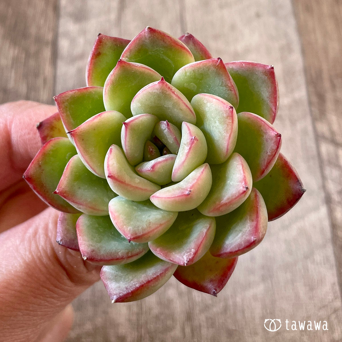 메누엣