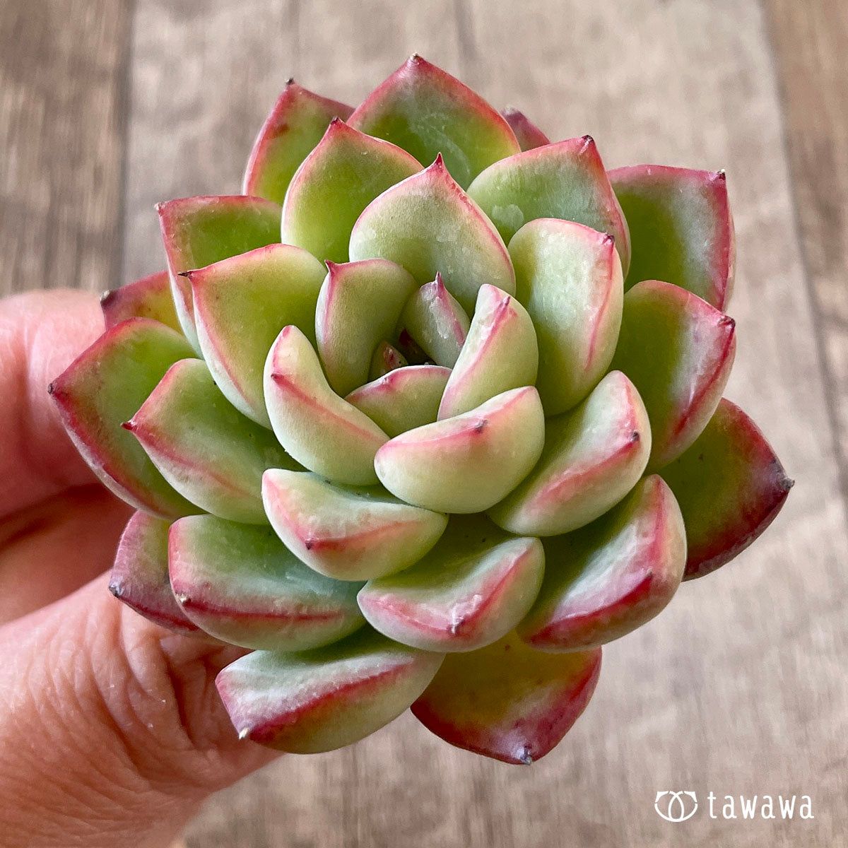 메누엣