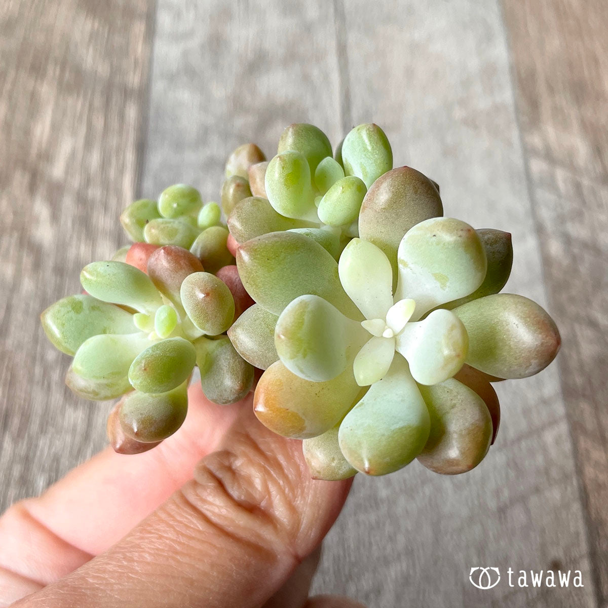 로코코★