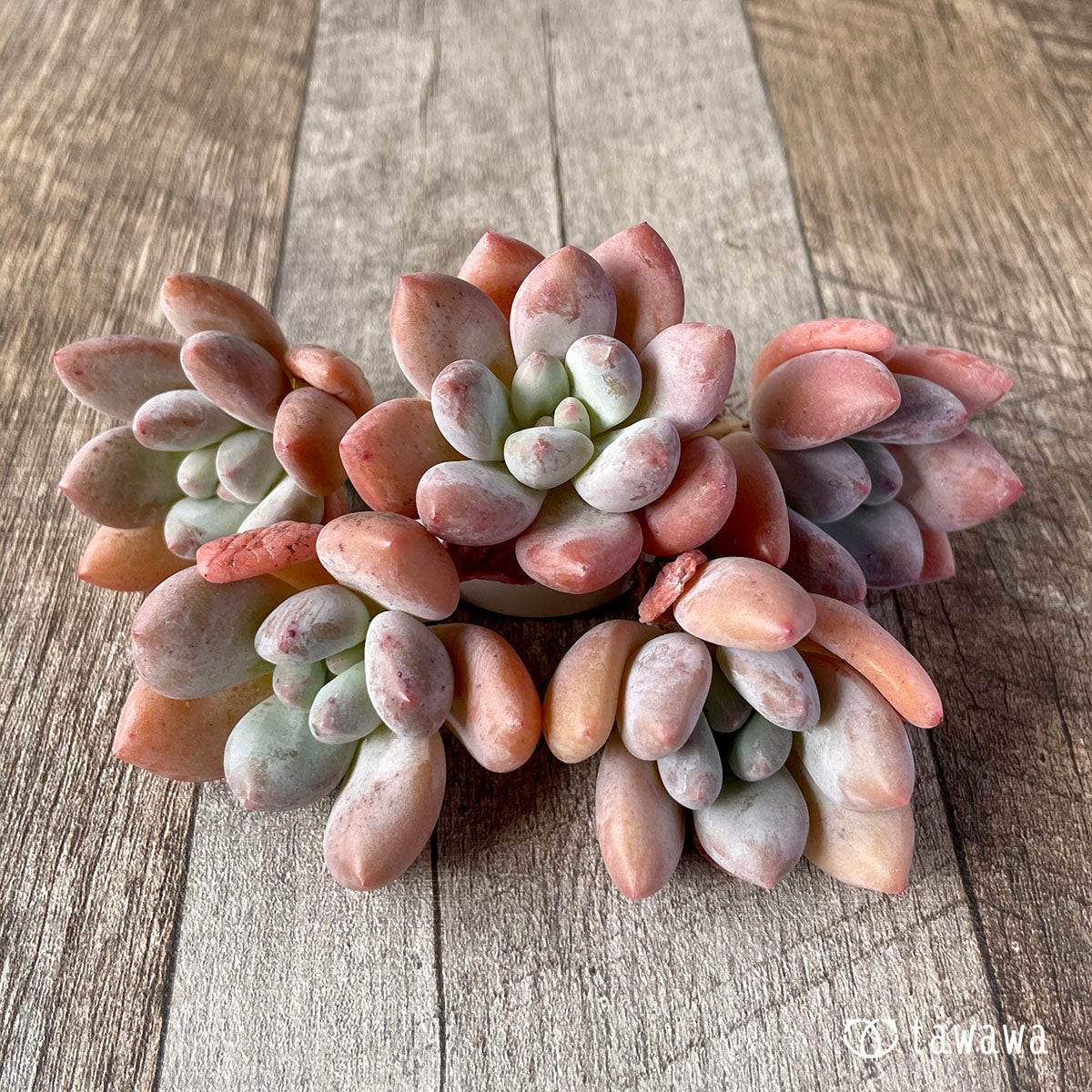New Arrivals: Ice Green