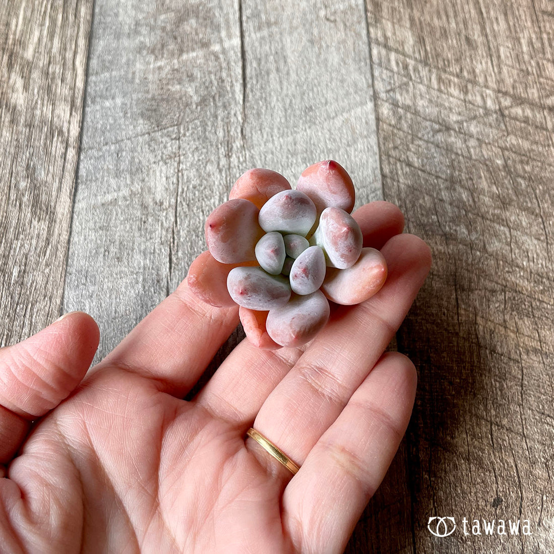 New Arrivals: Ice Green