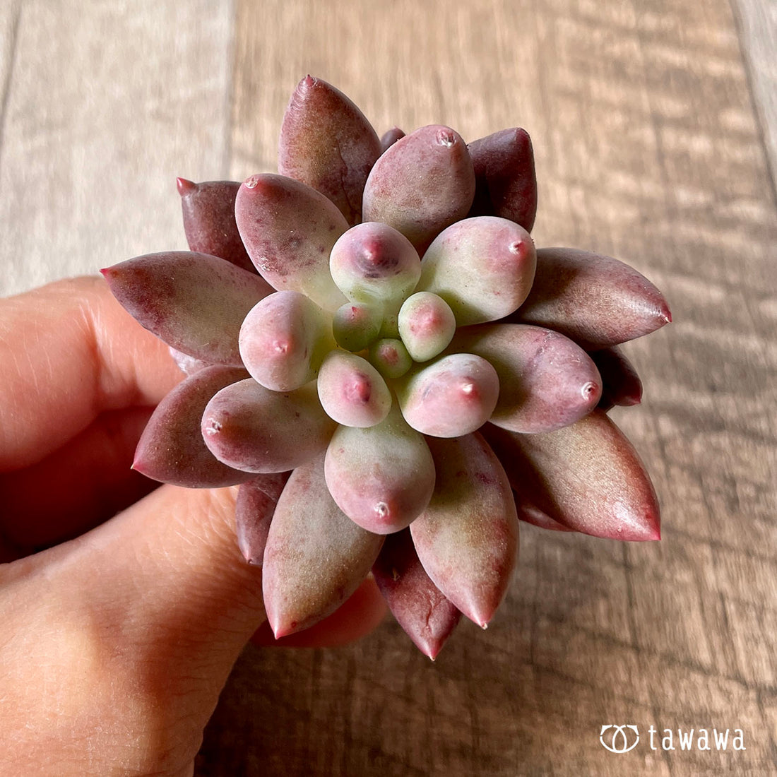 New Arrivals: Ice Green