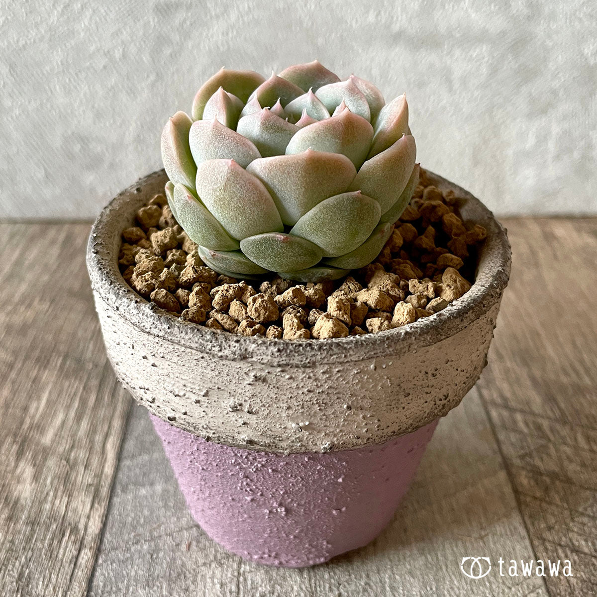 스노민트