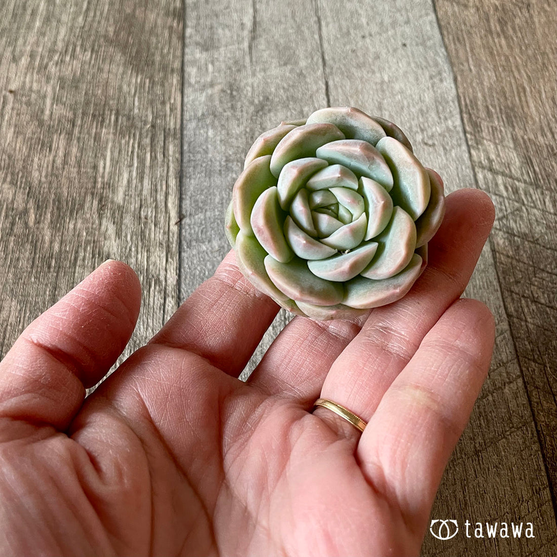 New Arrival* Cubic Frost