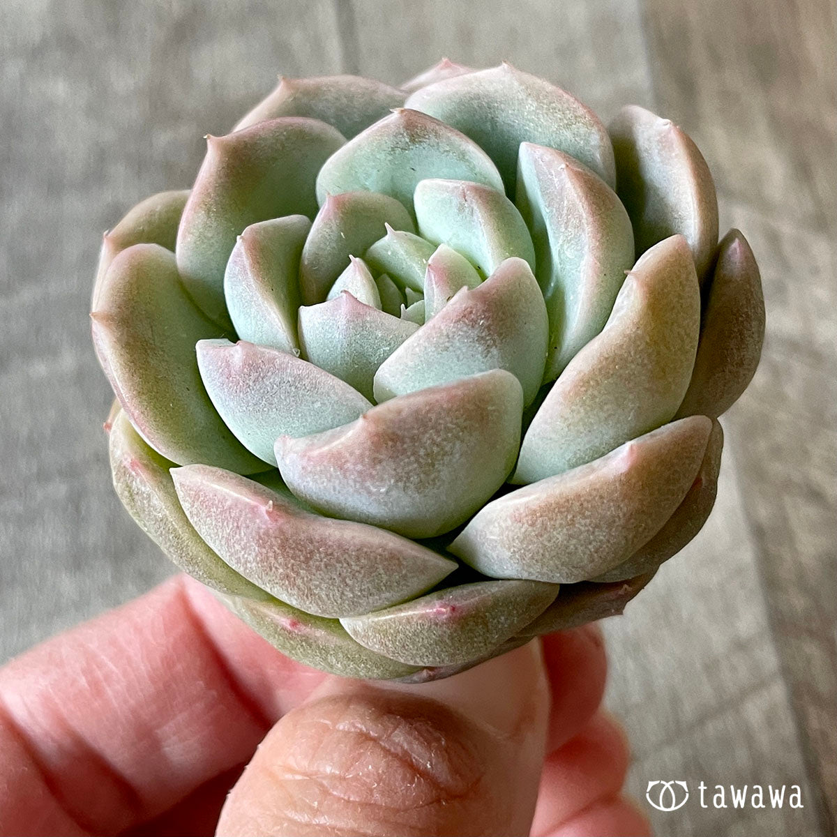 스노민트